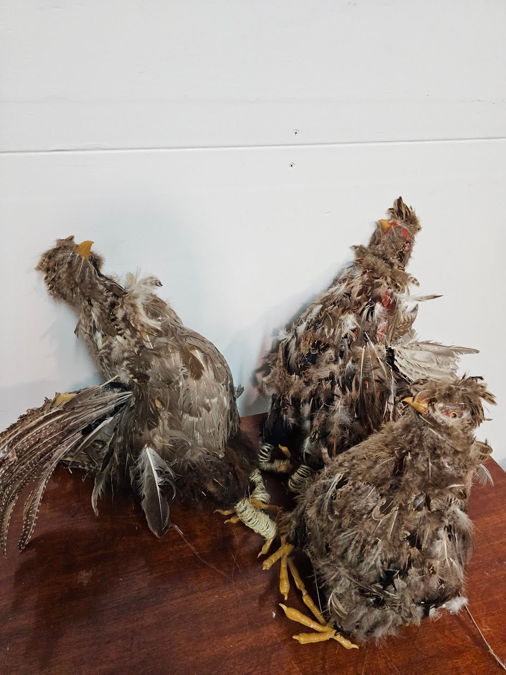 Oiseau - Poulets de boucherie
